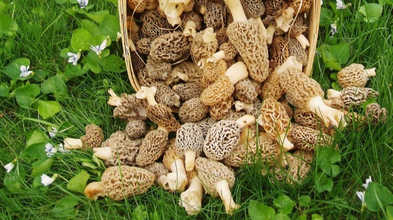 食藥用真菌產(chǎn)業(yè)技術創(chuàng)新戰(zhàn)略聯(lián)盟成立